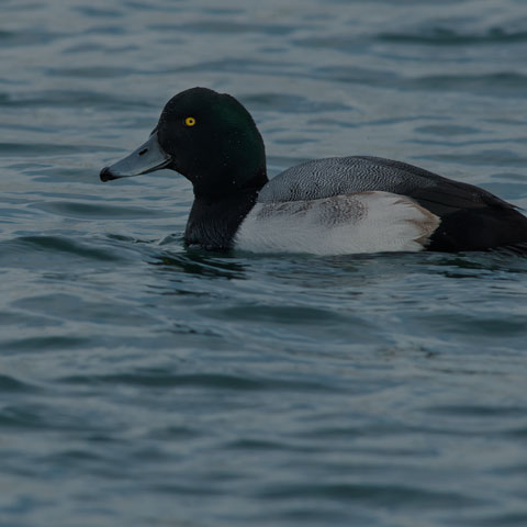 Greater Scaup