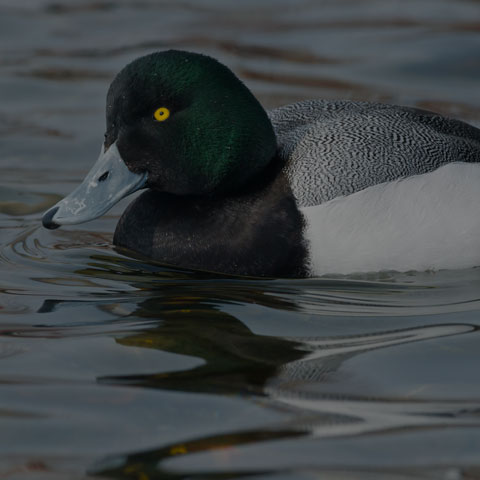 Greater Scaup