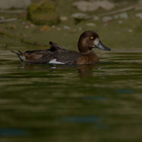 Greater Scaup