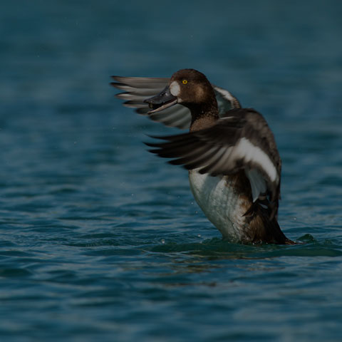 Greater Scaup