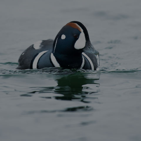 Harlequin Duck
