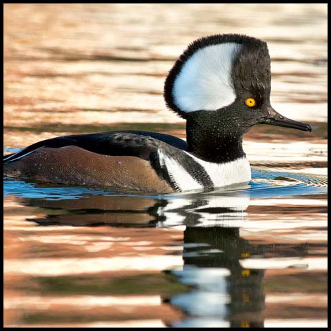 Hooded Merganser