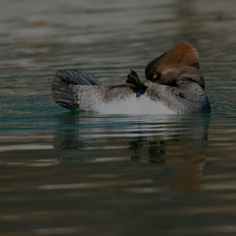 Hooded Merganser