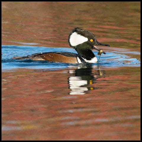 Hooded Merganser