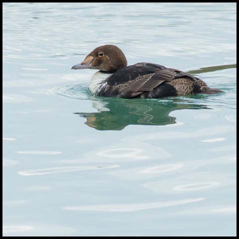 King Eider