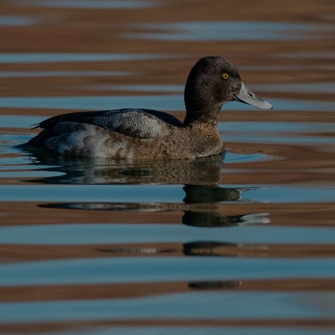 Lesser Scaup