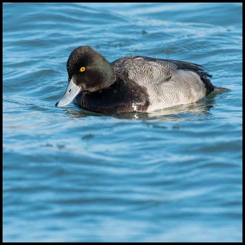 Lesser Scaup