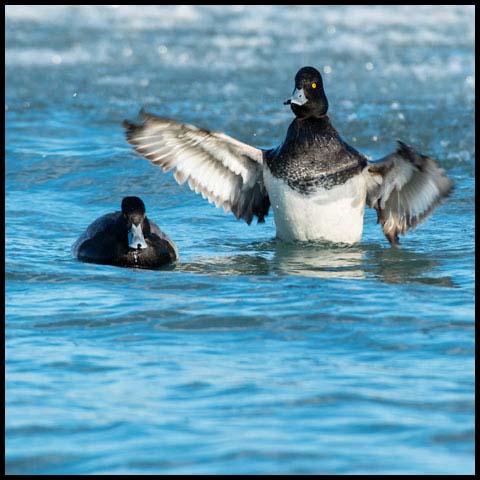 Lesser Scaup
