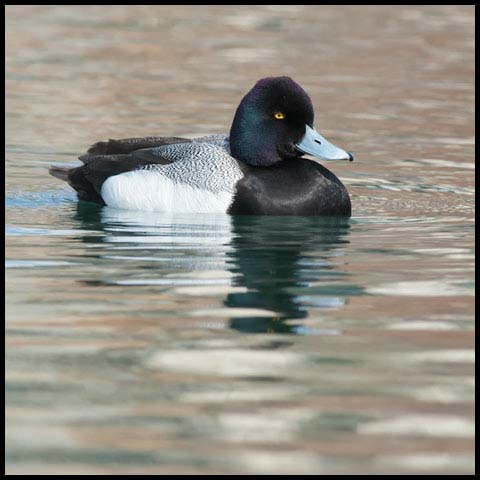 Lesser Scaup