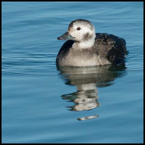 Long-tailed Duck