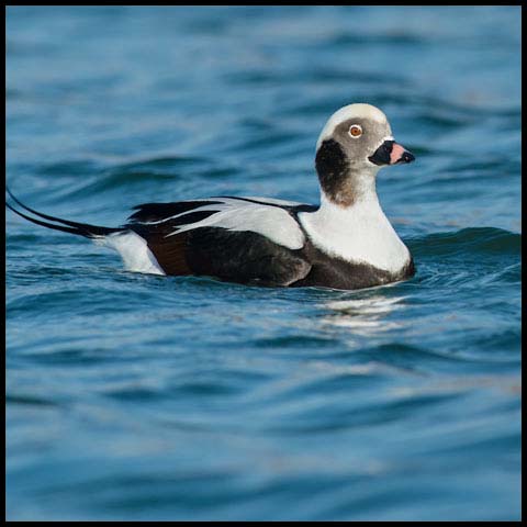 Long-tailed Duck