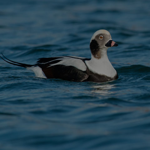 Long-tailed Duck