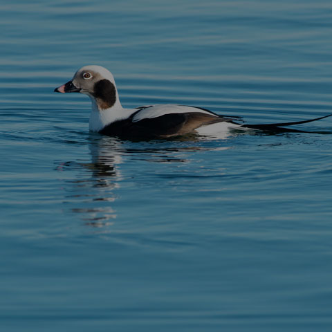 Long-tailed Duck