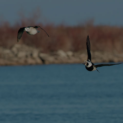 Long-tailed Duck