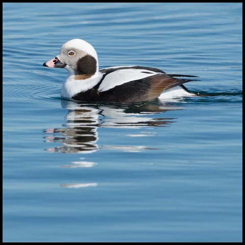 Long-tailed Duck