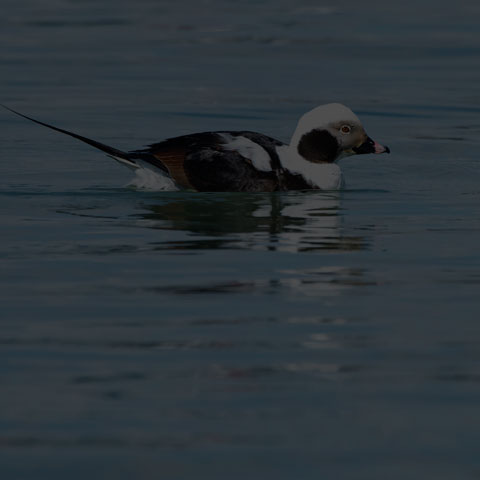 Long-tailed Duck