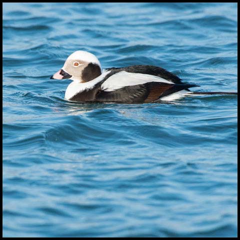 Long-tailed Duck