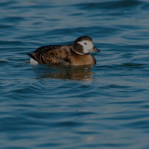 Long-tailed Duck