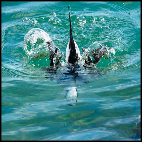 Long-tailed Duck