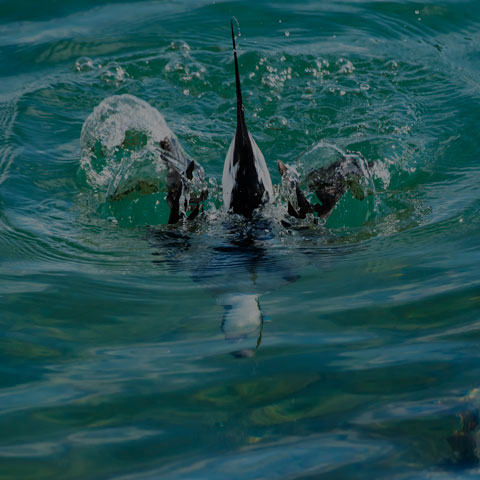 Long-tailed Duck