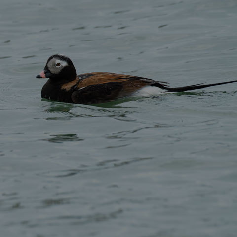 Long-tailed Duck