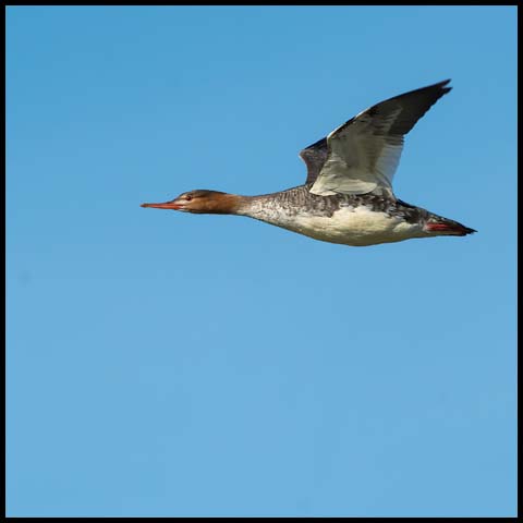 Red-breasted Merganser