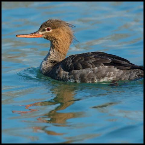 Red-breasted Merganser