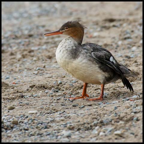 Red-breasted Merganser