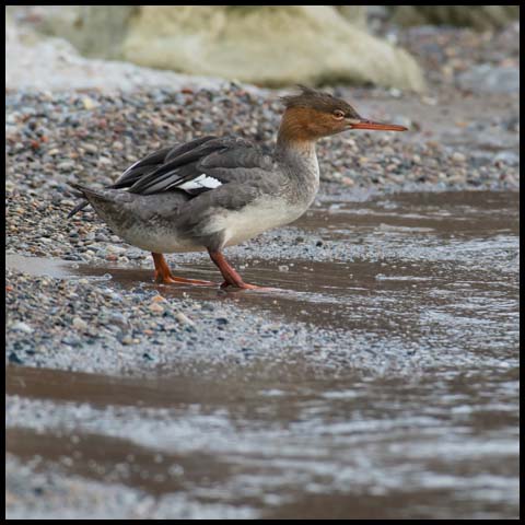 Red-breasted Merganser