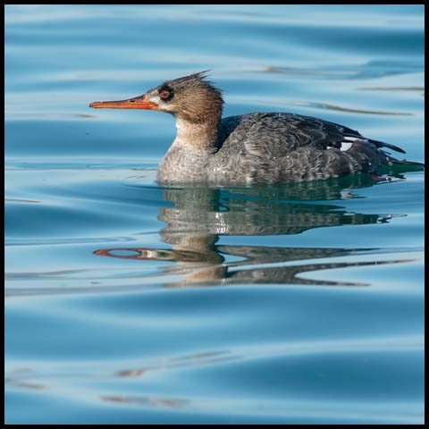 Red-breasted Merganser