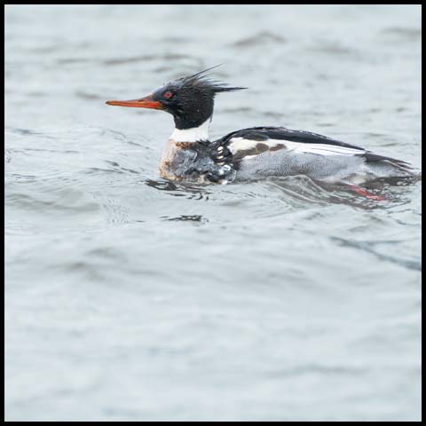 Red-breasted Merganser