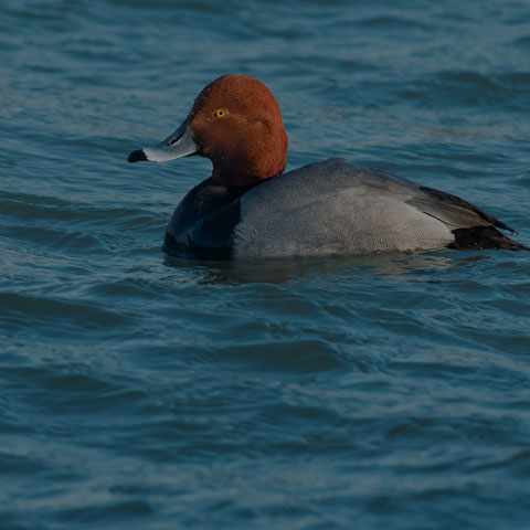 Redhead