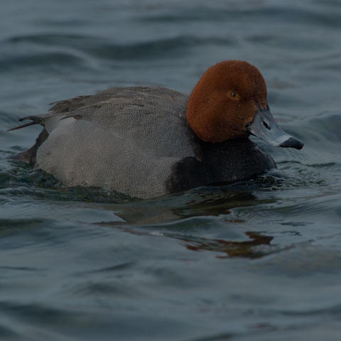 Redhead
