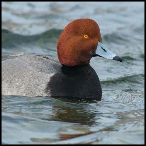 Redhead