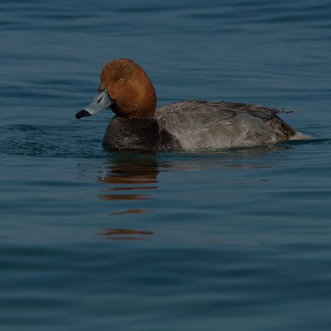 Redhead