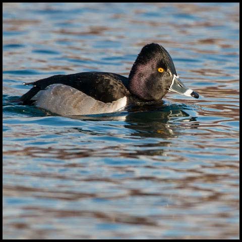 Ring-necked Duck