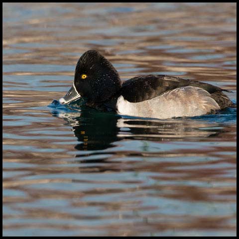 Ring-necked Duck