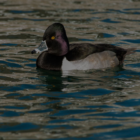 Ring-necked Duck