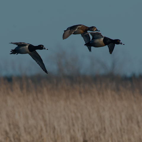 Ring-necked Duck