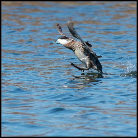 Ruddy Duck