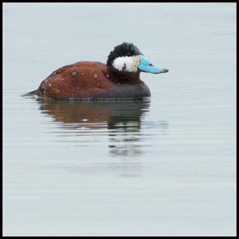 Ruddy Duck