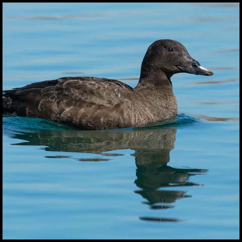 White-winged Scoter