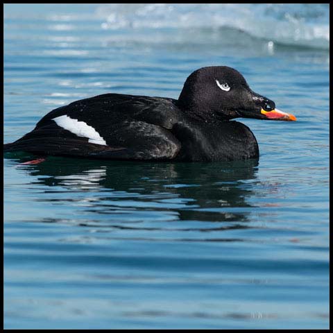 White-winged Scoter