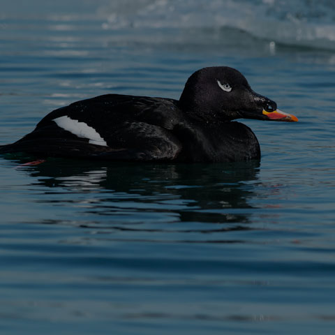 White-winged Scoter