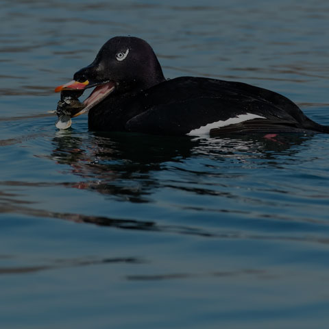 White-winged Scoter