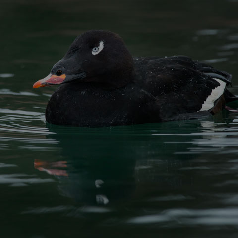 White-winged Scoter