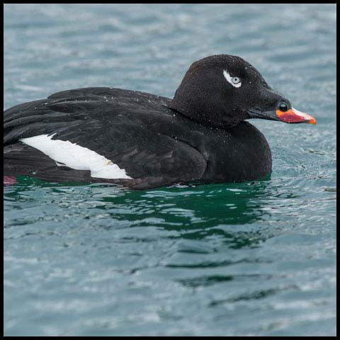 White-winged Scoter