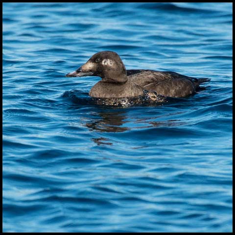 White-winged Scoter