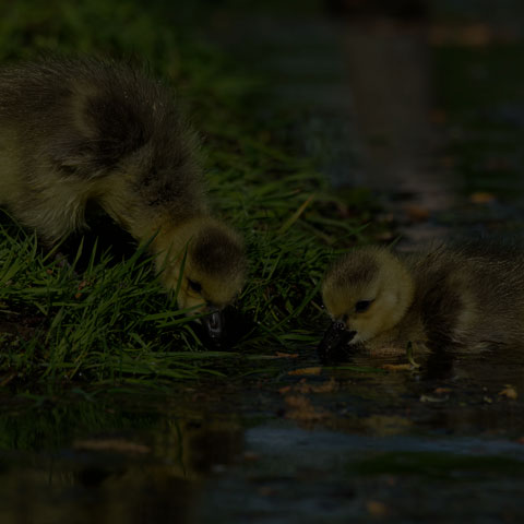 Canada Goose