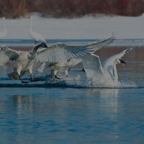 Trumpeter Swan